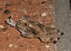 Tonica