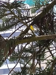 Sicalis flaveola