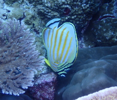 Chaetodon ornatissimus