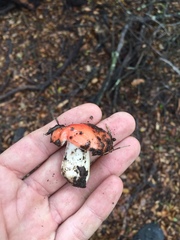 Russula californiensis