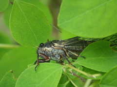 Platypedia