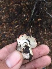 Russula californiensis