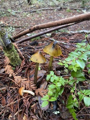 Hygrocybe singeri