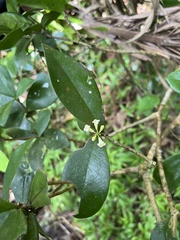 Daphnopsis philippiana