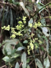 Gynostemma pentaphyllum