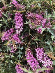 Grevillea leptobotrys
