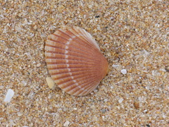 Anadara trapezia