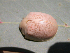 Paropsisterna crocata