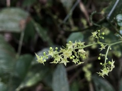 Gynostemma pentaphyllum