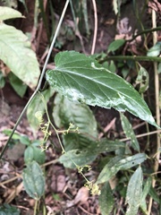 Gynostemma pentaphyllum