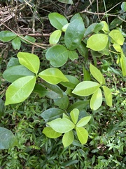 Daphnopsis philippiana