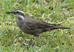 Cinclodes patagonicus