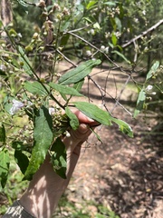 Prostanthera lasianthos