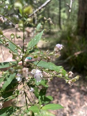Prostanthera lasianthos