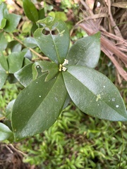 Daphnopsis philippiana