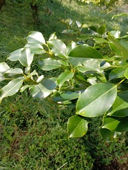 Trochodendron aralioides
