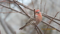 Haemorhous mexicanus