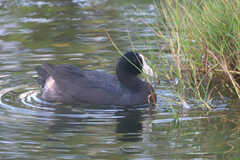 Fulica alai