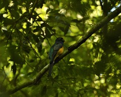 Trogon rufus chrysochloros