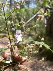 Prostanthera lasianthos