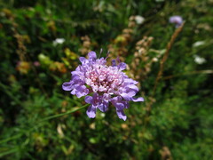 Scabiosa