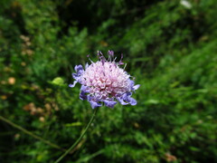 Scabiosa