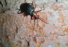 Brachinus