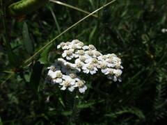 Achillea millefolium