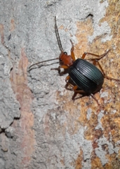 Brachinus