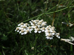 Achillea millefolium