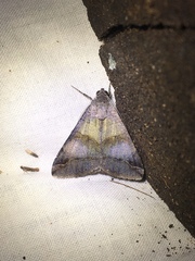 Melipotis florida