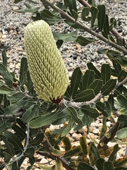 Banksia sceptrum