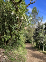 Brugmansia suaveolens