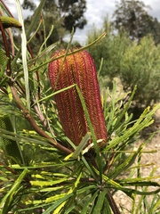 Banksia occidentalis