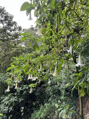 Brugmansia suaveolens