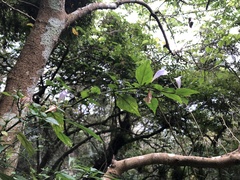 Strobilanthes flexicaulis