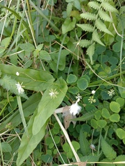 Thalictrum urbainii