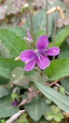 Viola confusa