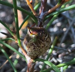 Hakea vittata