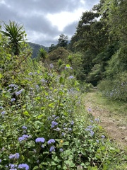 Ageratum houstonianum
