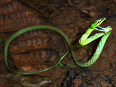 Oxybelis brevirostris