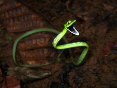 Oxybelis brevirostris