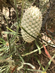Banksia lanata
