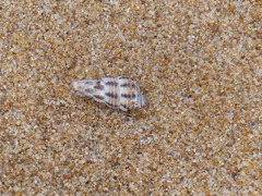 Batillaria australis