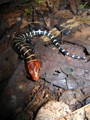 Diploglossus monotropis