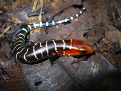 Diploglossus monotropis