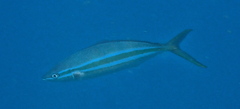 Elagatis bipinnulata