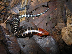 Diploglossus monotropis