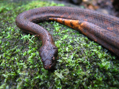 Trachyboa boulengeri