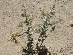 Atriplex parryi